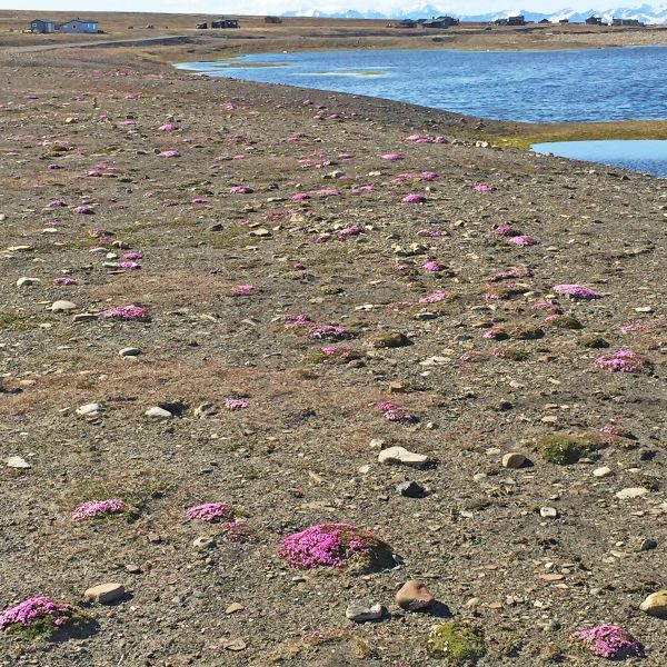 Silene acaulis Svalbard Isfjorden 2016 1 RE a